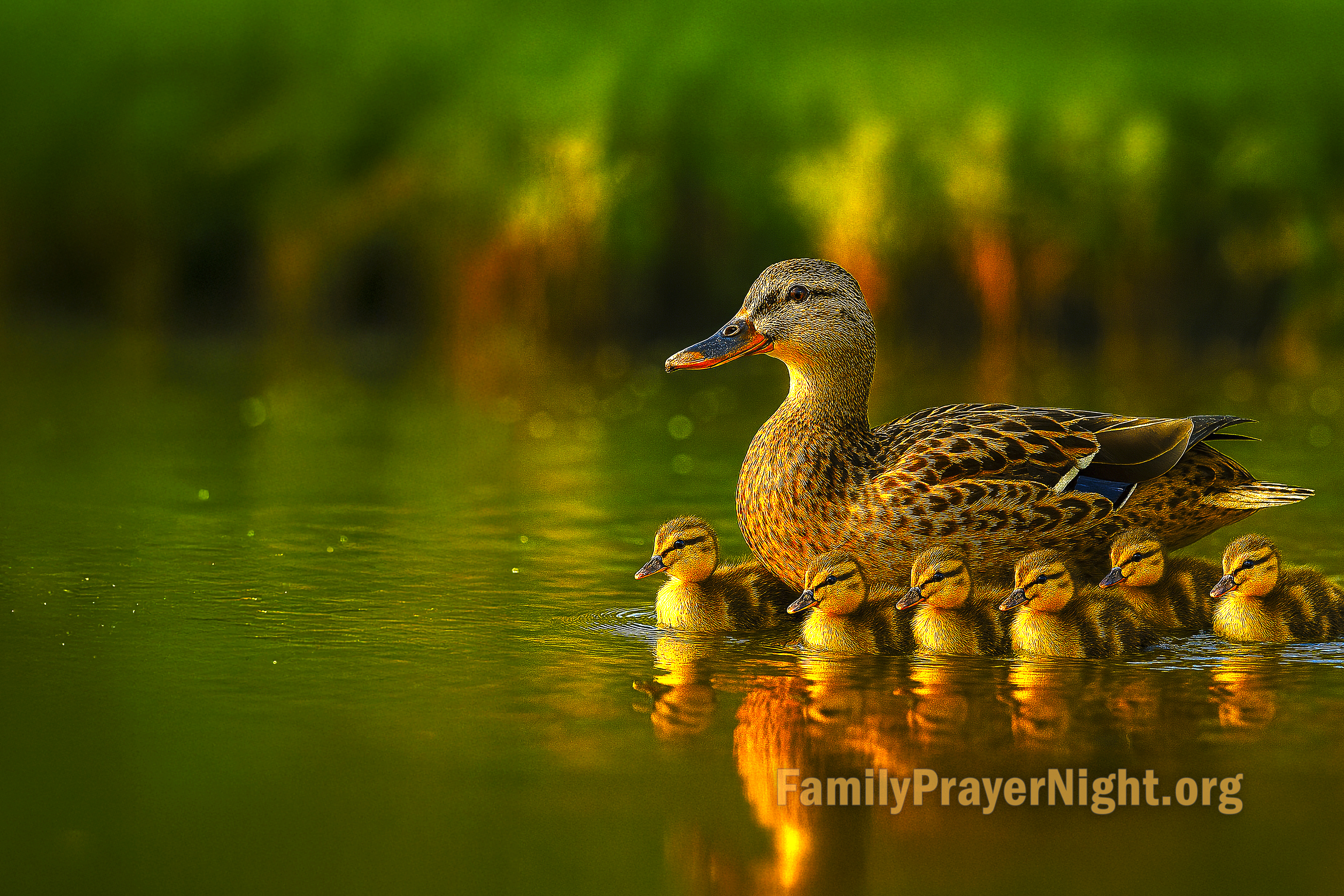 Ducks
