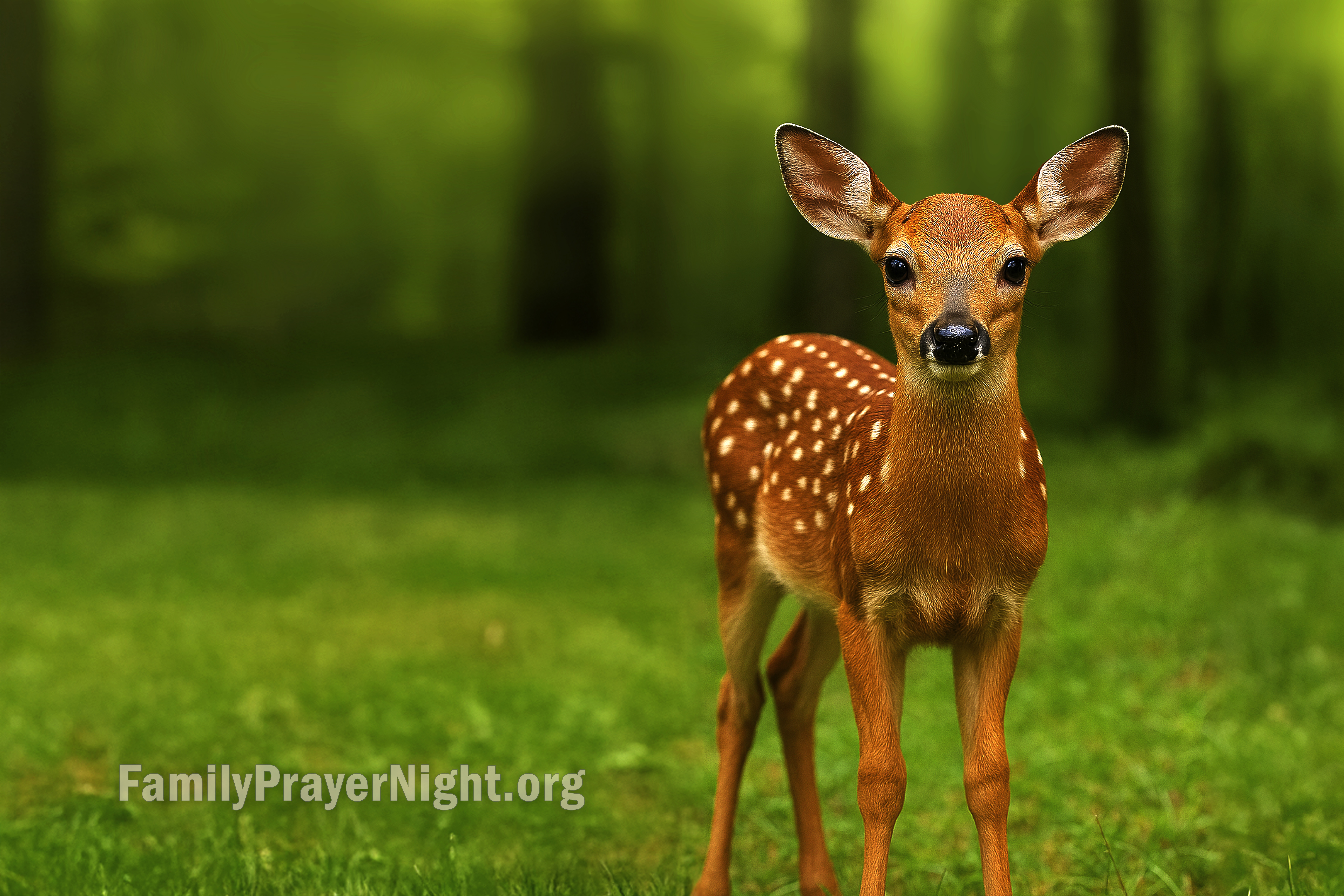 Fawn