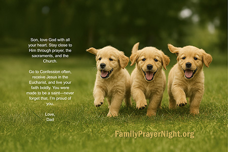 3 Golden Retrievers